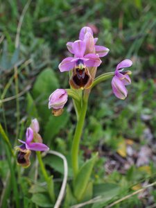 Orchid ophrys kerf loz