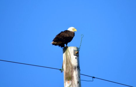 Bald eagle perched atop a telephone pole adjacent to Hwy 12; the species has been prevalent lately along Hwy 12