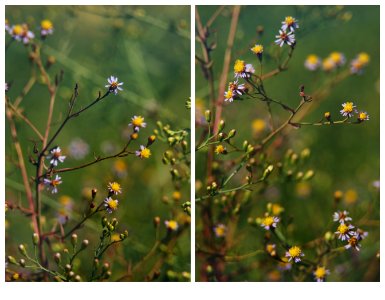 Aster amellus