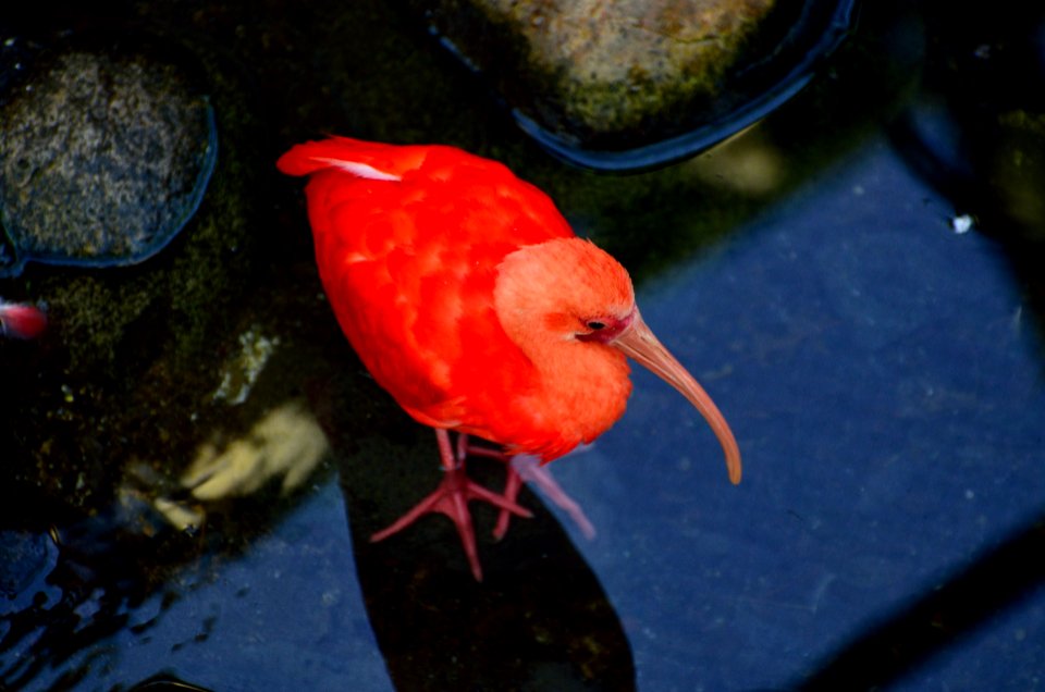 Zoológico metropolitano