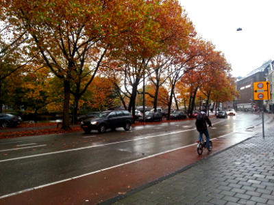 Free photo of Amsterdam: picture of colored trees in Fall on a rainy gray Saturday along the street Stadhouderskade, The Netherlands photo
