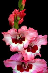 Flower gladiolus macro photo