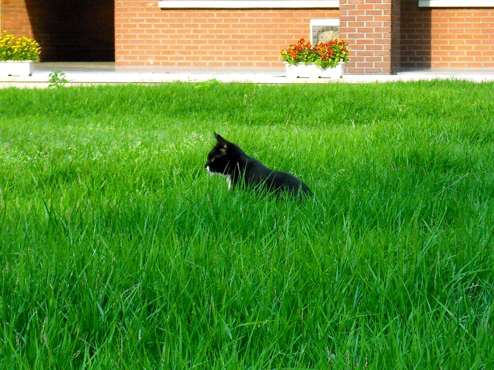 cat