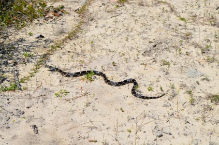 Eastern kingsnake observed near the Bodie Island Old Coast Guard Station