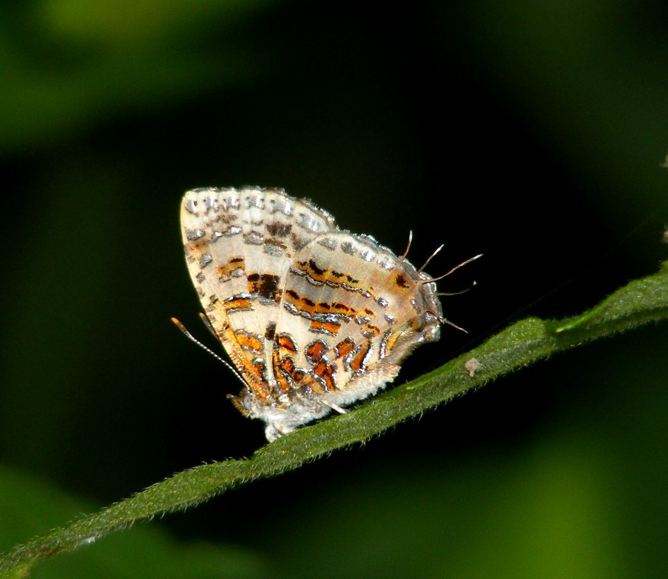 Common Tinsel Catapaecilma elegans