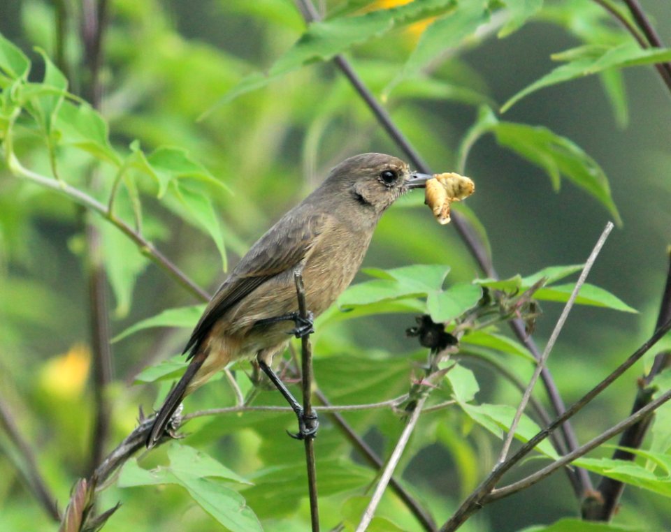 pied bush chat (Saxicola caprata)