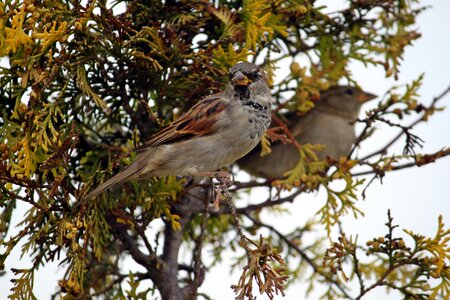 Bird the sparrow nature photo