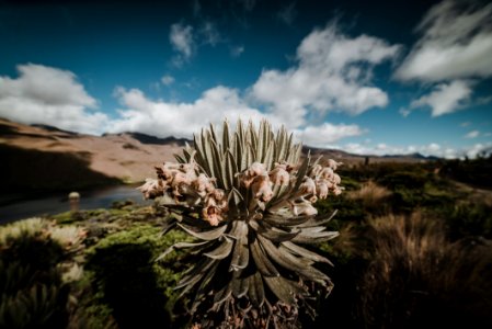 Parque Nacional Natural de los nevados - Laguna del Otun photo