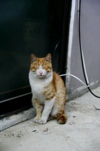 ko-short-cat