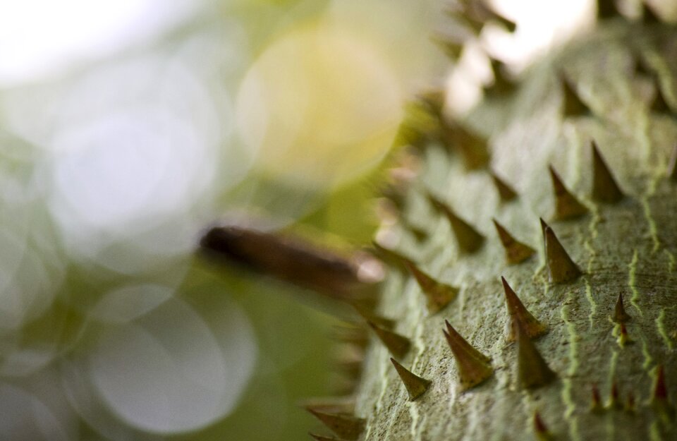 Nature plant spike