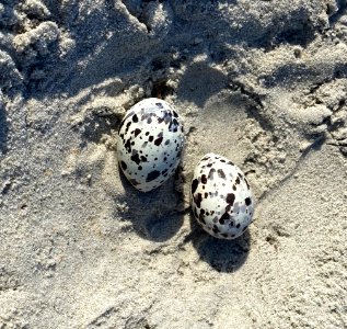 Black skimmers have started nesting on South Point - here is a 2-egg black skimmer nest photo