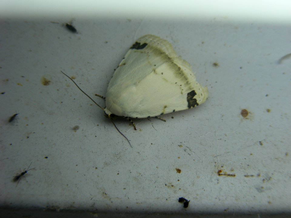 Sphragifera rejecta, Noctuidae, Bagisarinae