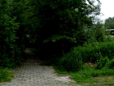 2013.06 - 'Green urban Nature', vegetation along the houseboat path, near Artis Zoo, on the Plantage Kerklaan; photo Amsterdam city, in Summer; Dutch photographer Fons Heijnsbroek photo