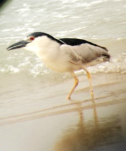 Black-crowned night-heron foraging on the beach north of Ramp 63 on Ocracoke Island