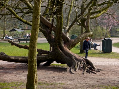 2014.03 - A complicated playground-tree in the citypark Sarphati-park in Amsterdam Zuid; a geotagged free urban picture, in public domain / Commons CCO; city photography by Fons Heijnsbroek, The Netherlands photo