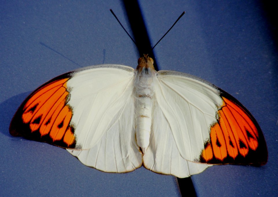 Life Cycle of Great Orange Tip Hebomoia glaucippe