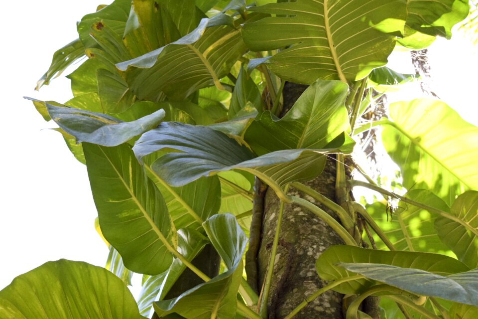 Sun plant leaf