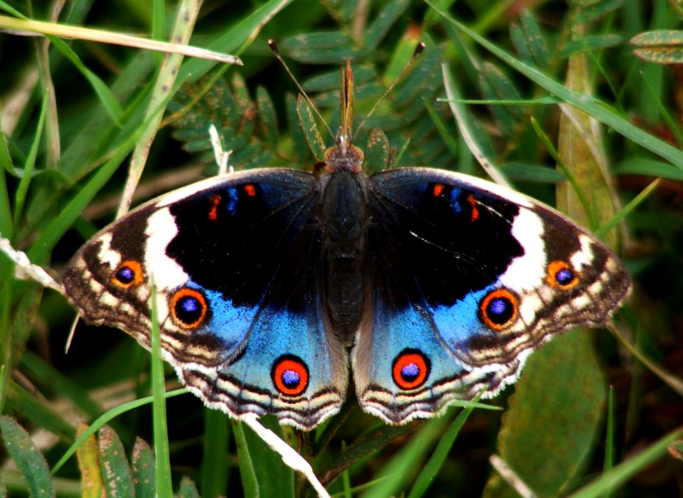 Blue Pansy (Junonia orithya)