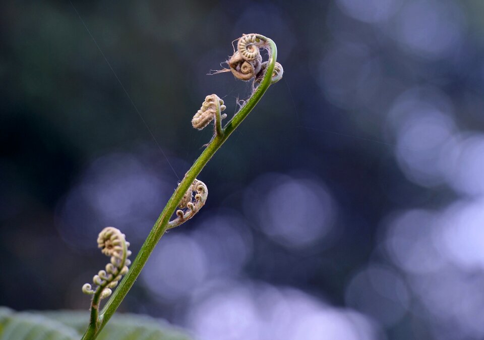 Flora leaf plant photo