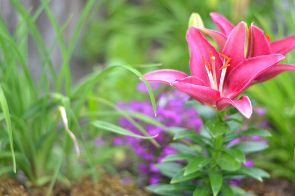 Floral nature blossom