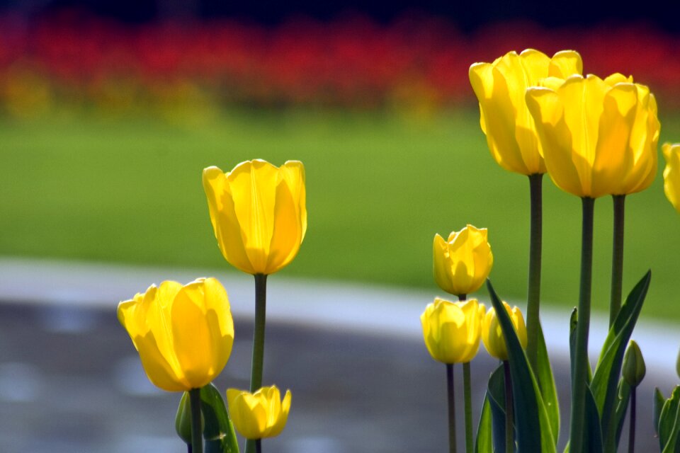 Tulips flower discounts spring
