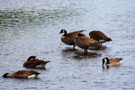 Canadian Geese in the Turning Basin photo