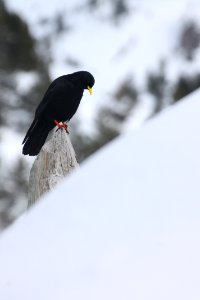 Chocard à bec jaune (Pyrrhocorax graculus) / Somport photo