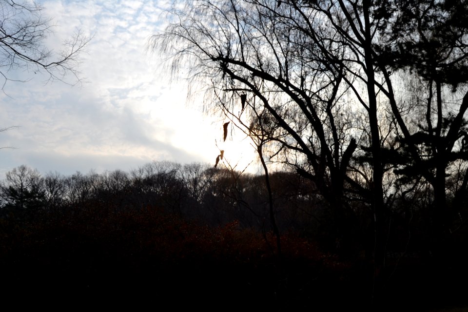 seoul flickr (65)