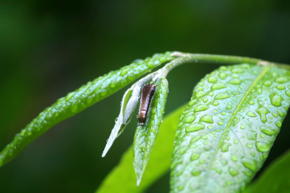 Graphium nomius Esper, 1799 – Spot Swordtail caterpillar on Polyalthia cerasoides