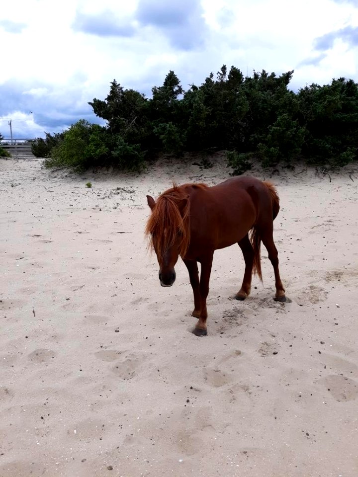 Captain - Ocracoke pony