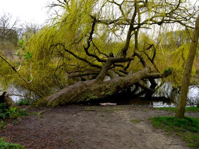 2016.04 - Amsterdam, photo of a Sleeping Weeping Willow tree in the park Vondelpark, early Spring; urban nature - geotagged free urban picture, in public domain / Commons; Dutch photography, Fons Heijnsbroek, The Netherlands photo