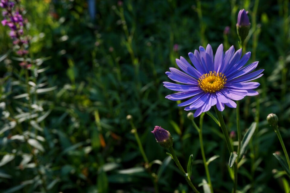 Plants behold tabitha