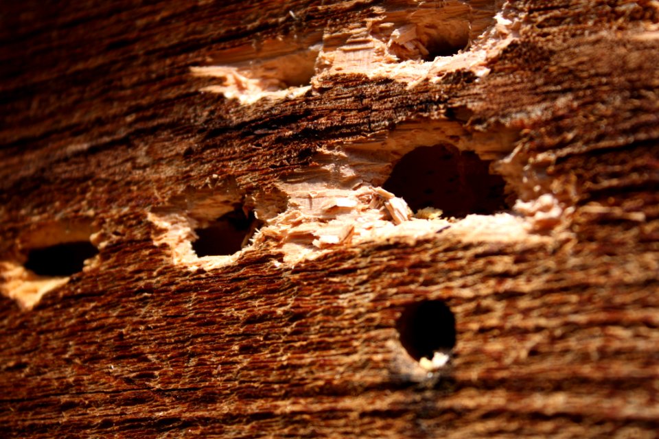 Home of the Carpenter Bees at the Warehouse