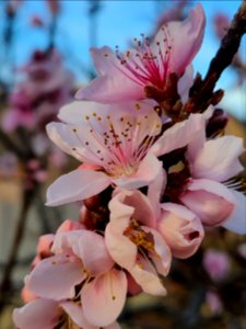 Peach tree blooming.