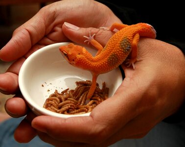 Reptile gecko close