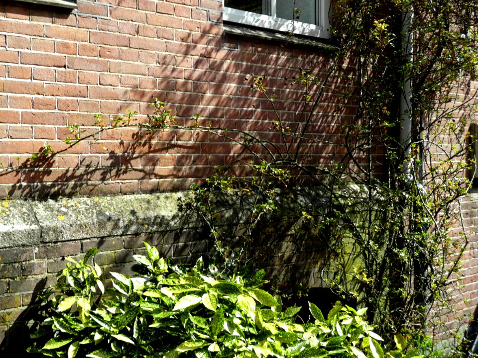 2013.04 - 'A picture of urban nature still life', shrubs full of early leaves in sunlight of Spring on a brick wall, in the street HoogteKadijk, Amsterdam city photo - urban photography, Fons Heijnsbroek