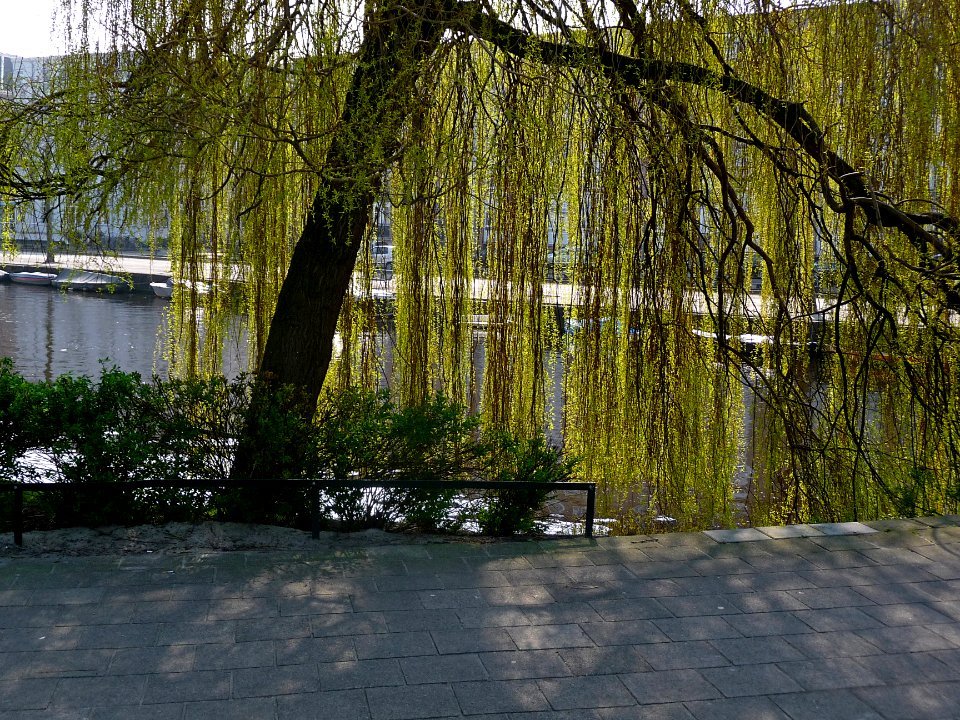 2015.04 - Amsterdam photo of Nature in the city - A weeping willow tree in sun-light, early Spring; a geotagged free urban picture, in public domain / Commons CCO;  city photography by Fons Heijnsbroek, The Netherlands