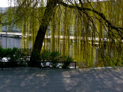 2015.04 - Amsterdam photo of Nature in the city - A weeping willow tree in sun-light, early Spring; a geotagged free urban picture, in public domain / Commons CCO;  city photography by Fons Heijnsbroek, The Netherlands