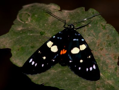 Forester moth?