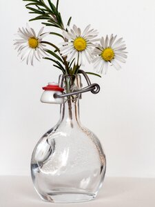 Daisy bottle rosemary