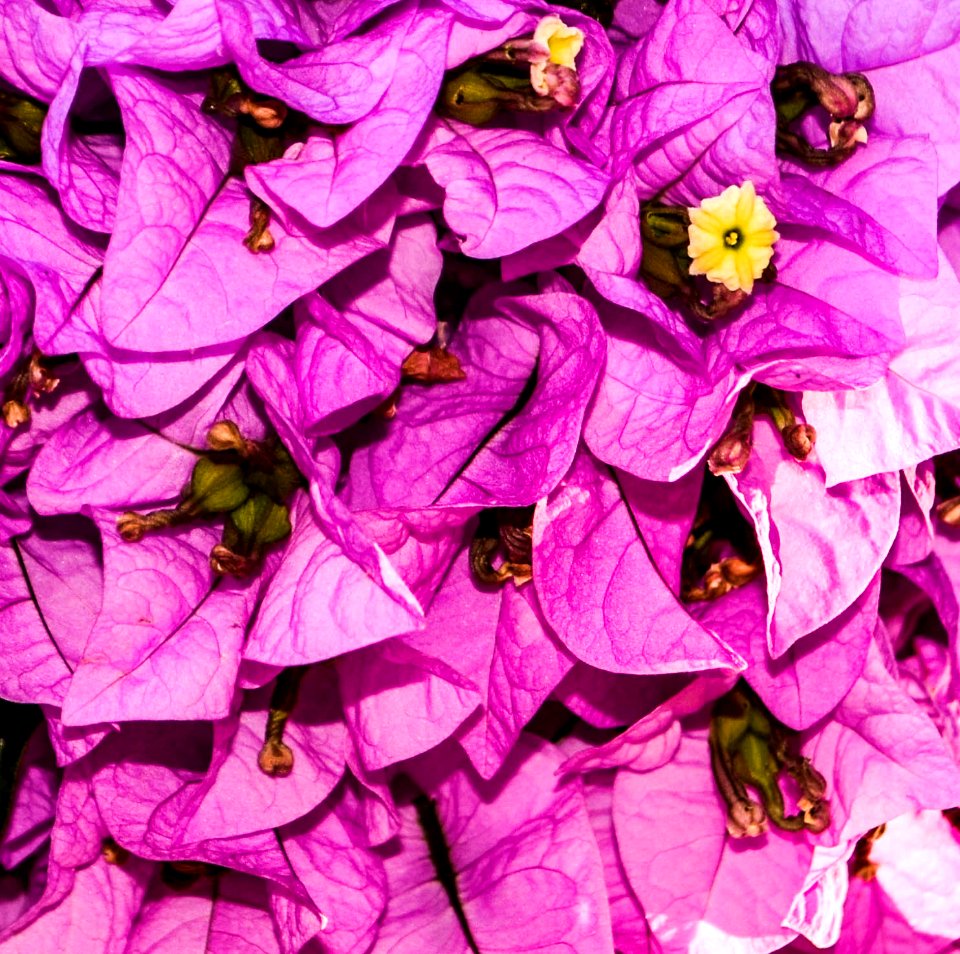 Flora de Primavera (Bougainvillea spectabilis)
