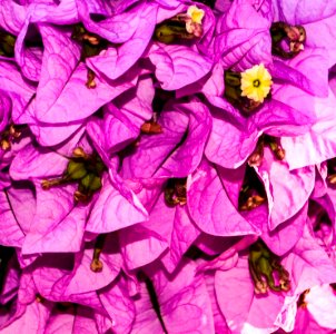 Flora de Primavera (Bougainvillea spectabilis)