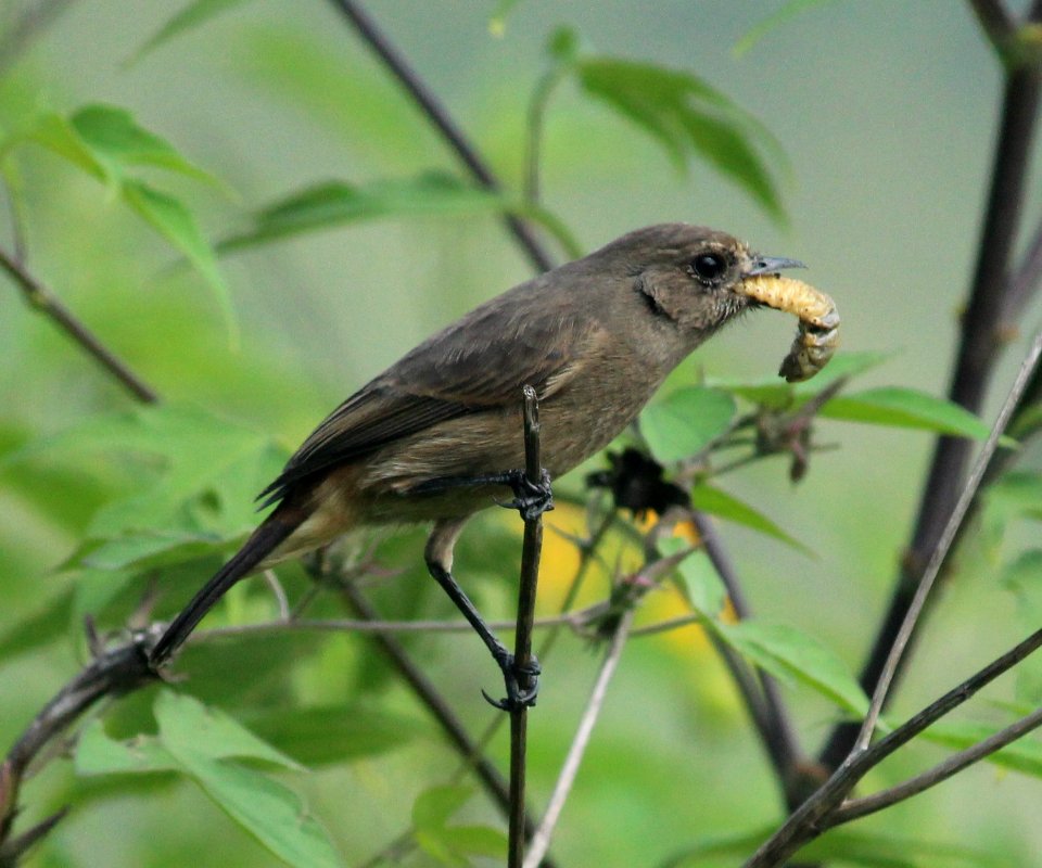 pied bush chat (Saxicola caprata)