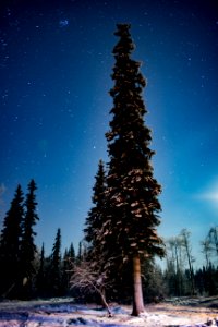 Alaskan Spruce