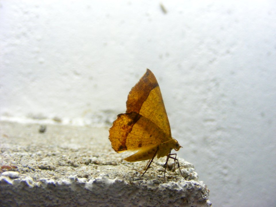 Hyperythra lutea,Geometridae, Ennominae, Caberini