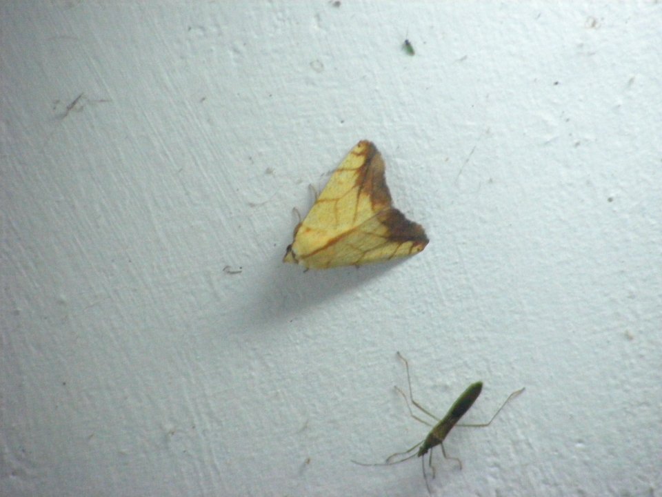 Xanthodes transversa