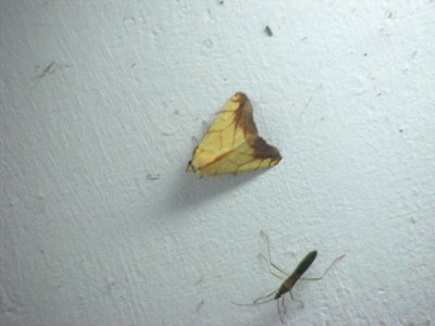 Xanthodes transversa