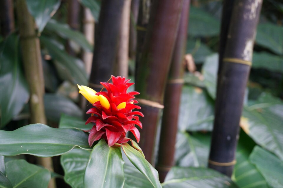 Hawaii flower tropical