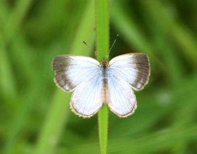 Pseudozizeeria maha Kollar, 1844 – Pale Grass Blue