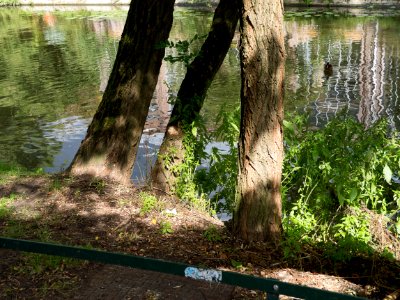 Tree trunks along the water, behind the Botanical Garden of Amsterdam city photo